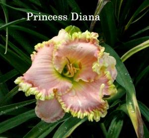 Princess Diana (Smith, Fr., 2006)